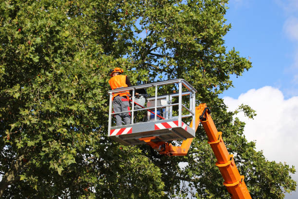 Reliable Half Moon Bay, CA Tree Service Solutions